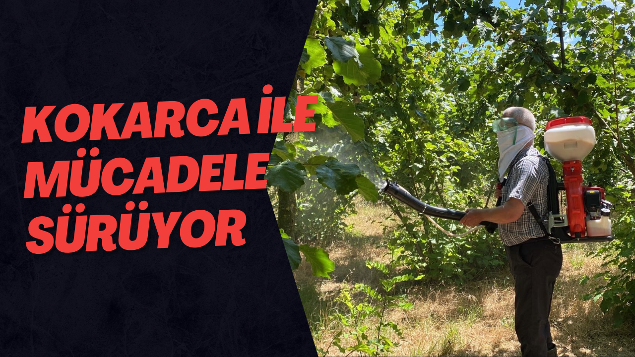 Kokarca İle Mücadele Sürüyor