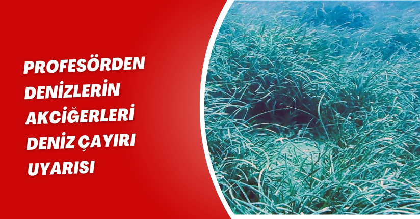 Profesörden denizlerin akciğerleri ’deniz çayırı’ uyarısı