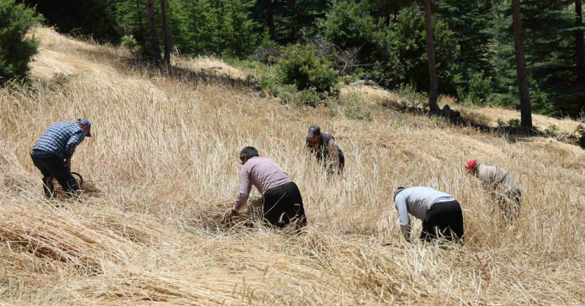 Teknolojinin ulaşamadığı tarlalarda ellik ve orakla hasat başladı