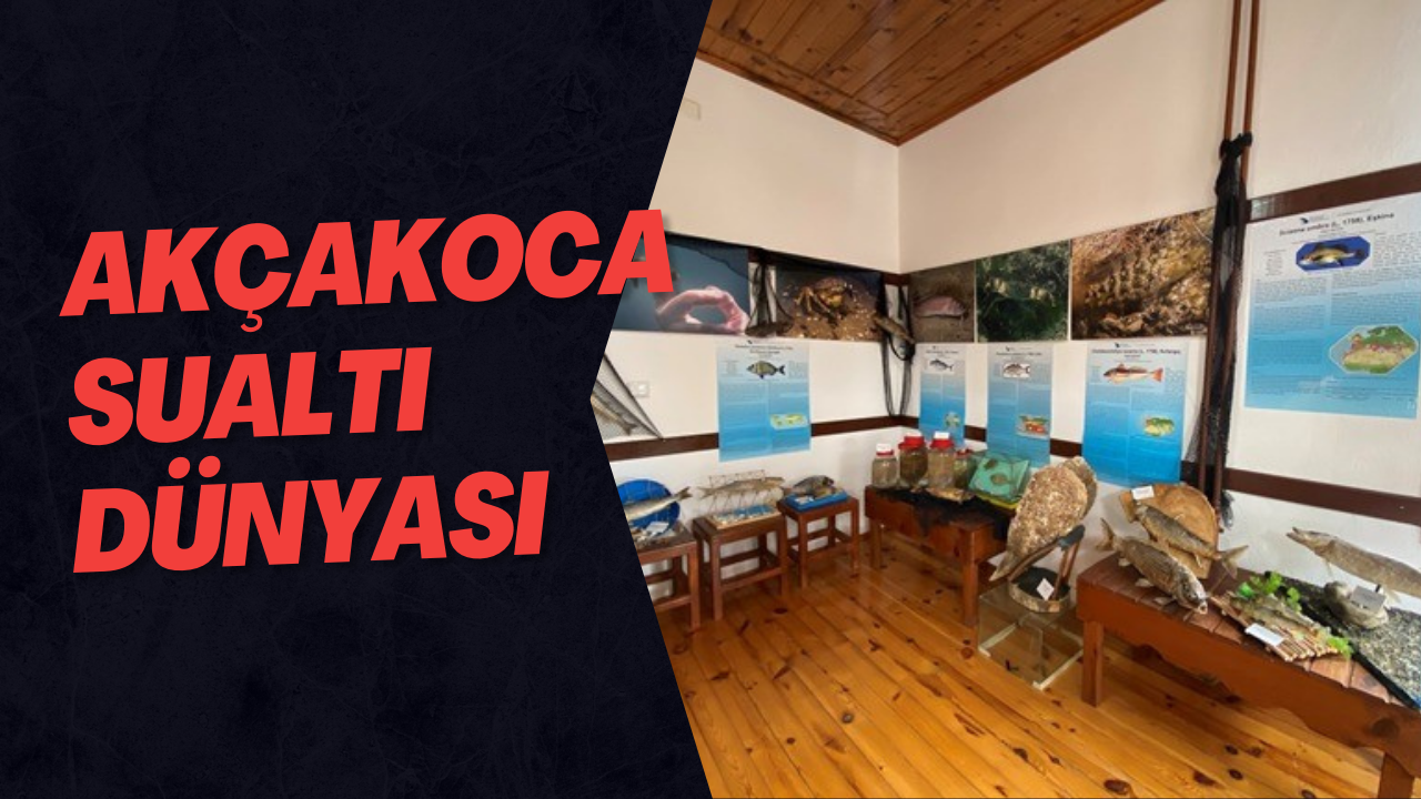 Akçakoca Sualtı Dünyası