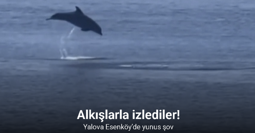 Yalova Esenköy’de yunus şov