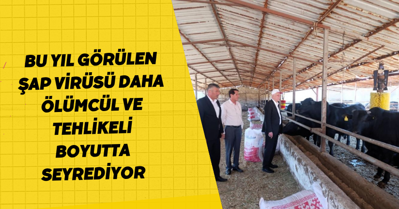 Bu yıl görülen şap virüsü daha ölümcül ve tehlikeli boyutta seyrediyor