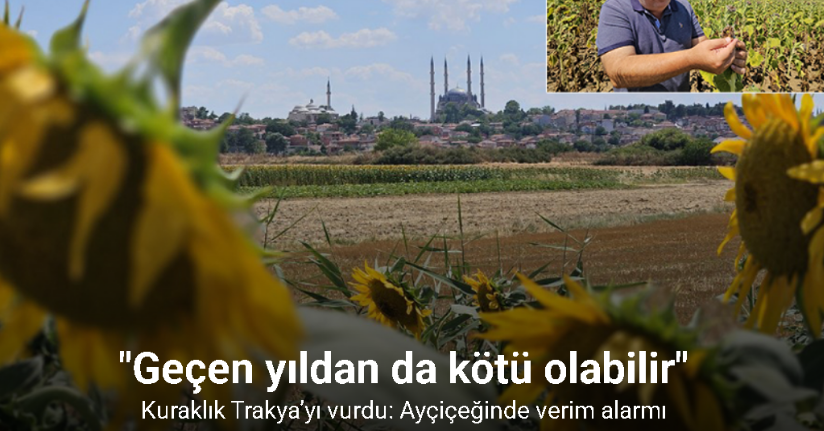 Kuraklık Trakya’yı vurdu: Ayçiçeğinde verim alarmı