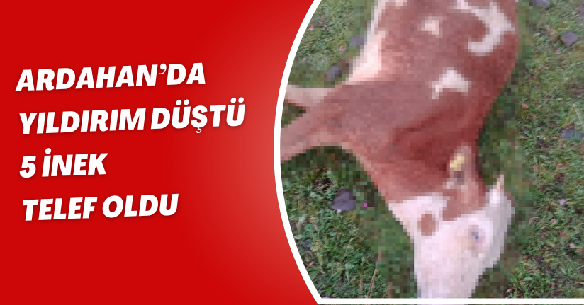 Ardahan’da yıldırım düştü, 5 inek telef oldu
