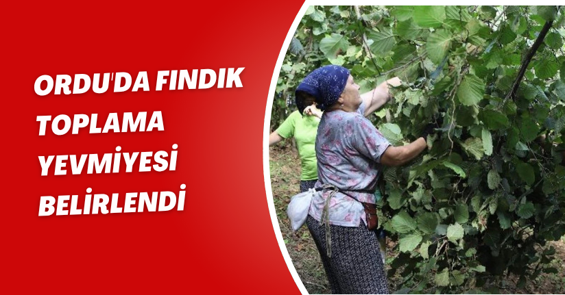 Ordu'da fındık toplama yevmiyesi belirlendi