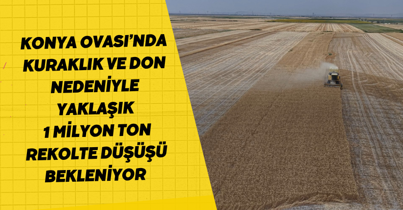 Konya Ovası’nda, kuraklık ve don nedeniyle yaklaşık 1 milyon ton rekolte düşüşü bekleniyor 
