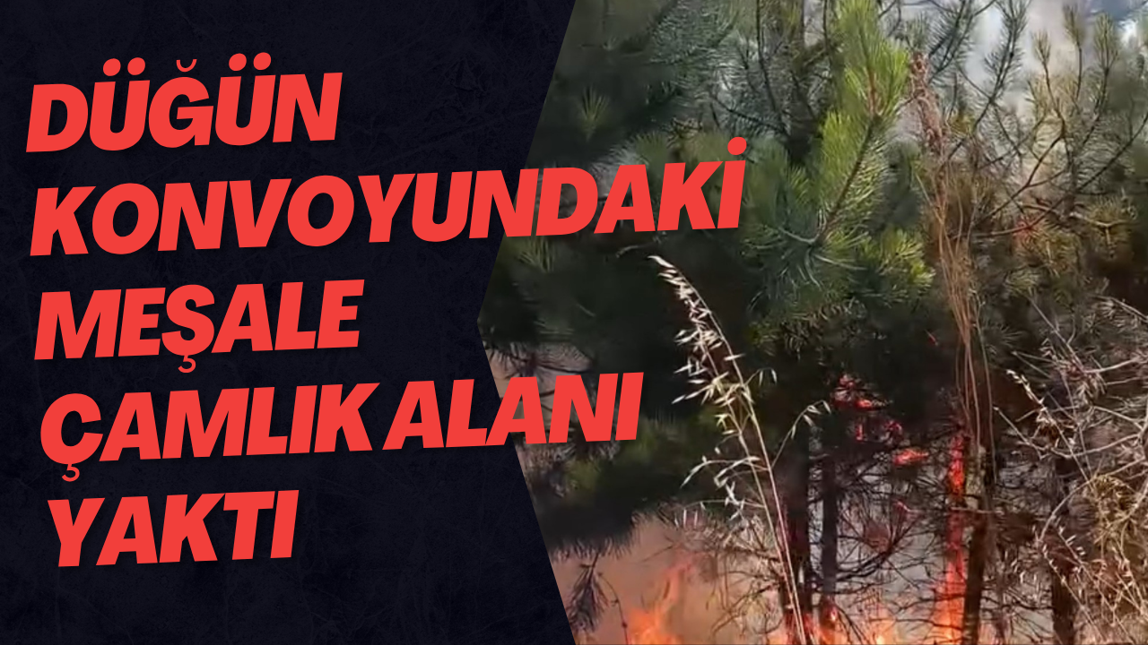 Düğün Konvoyundaki Meşale Çamlık Alanı Yaktı