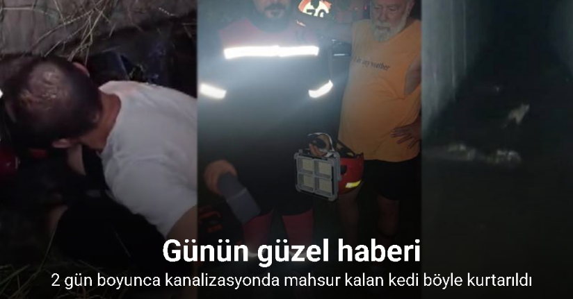 Kanalizasyona düşüp 2 gündür kurtarılmayı bekleyen yavru kedi için seferber oldular