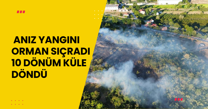 Anız yangını orman sıçradı: 10 dönüm küle döndü