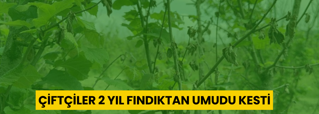 Çiftçiler 2 Yıl Fındıktan Umudu Kesti