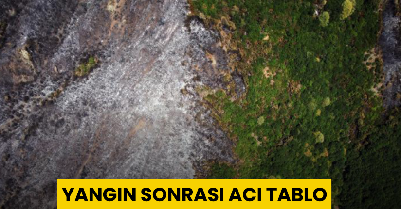 Yangın sonrası acı tablo: ’Yeşil’ ve ’siyah’ yan yana