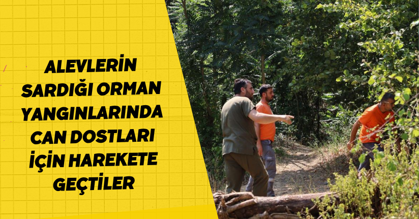 Alevlerin sardığı orman yangınlarında can dostları için harekete geçtiler