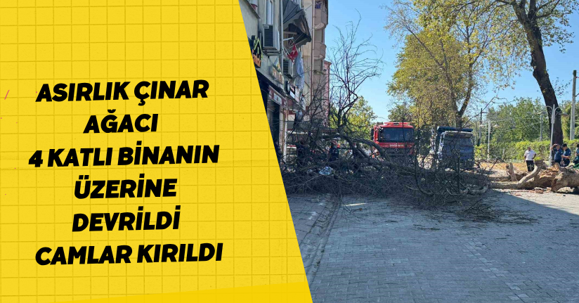 Asırlık çınar ağacı 4 katlı binanın üzerine devrildi, camlar kırıldı