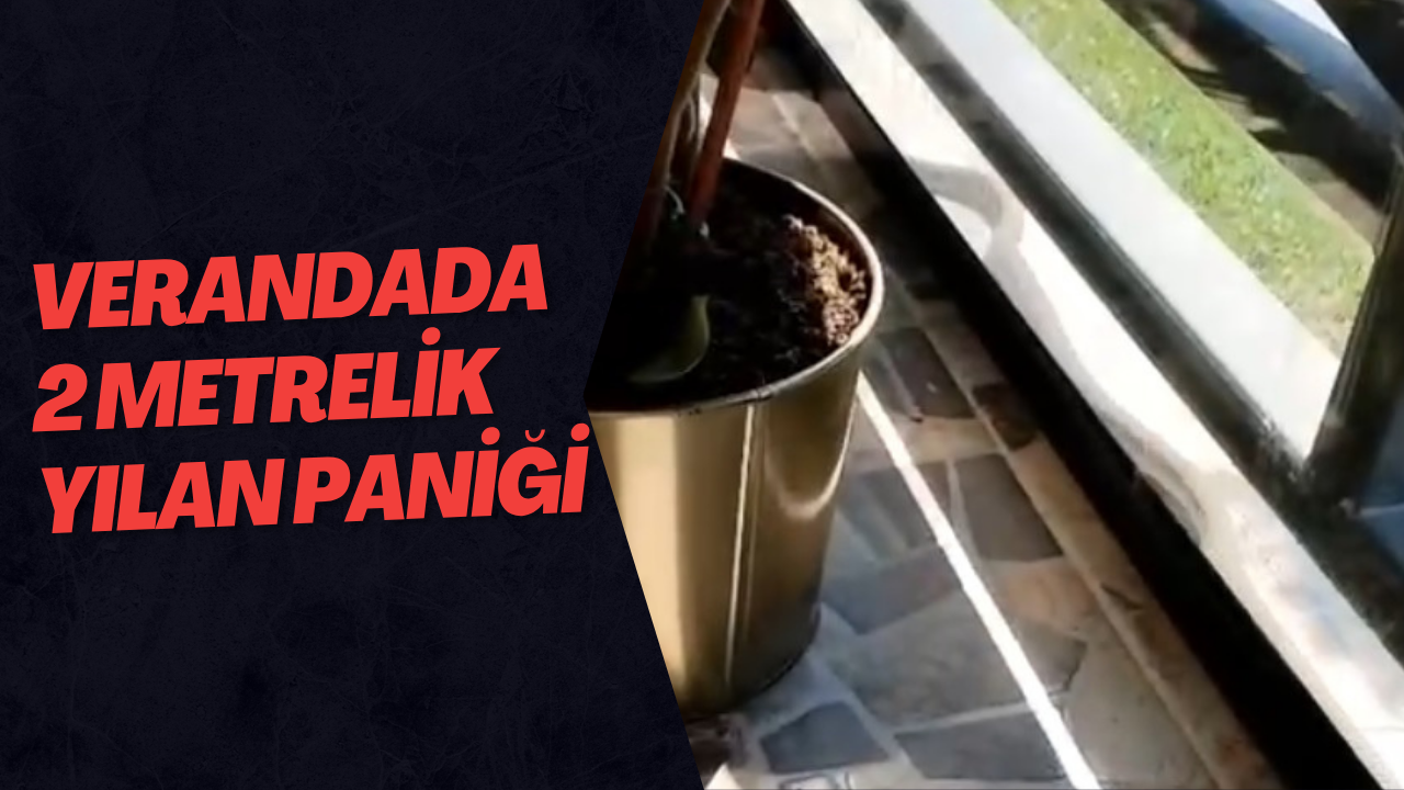 Verandada 2 Metrelik Yılan Paniği