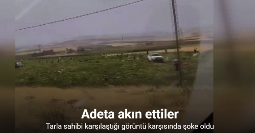 Mardin’de karpuz tarlası sahibi karşılaştığı görüntü karşısında şoke oldu
