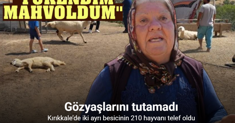 Kırıkkale’de iki ayrı besicinin 210 hayvanı telef oldu