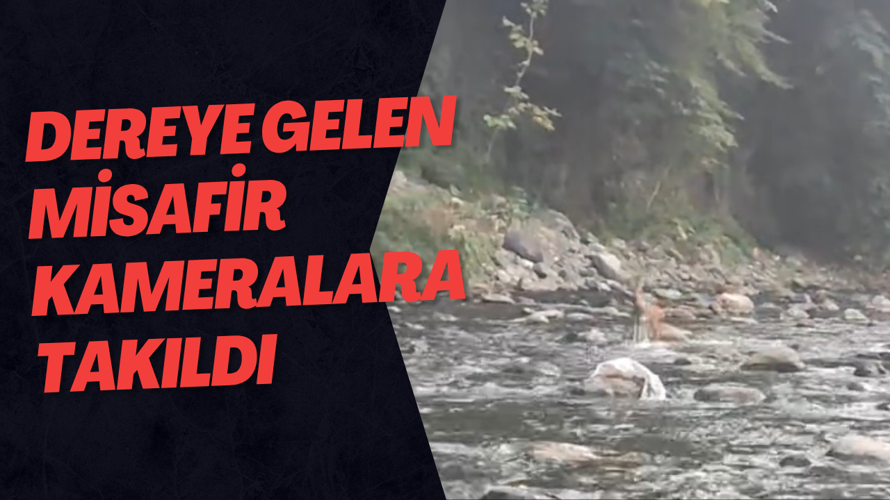 Dereye Gelen Misafir Kameralara Takıldı