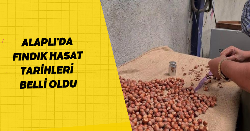 Alaplı'da fındık hasat tarihleri belli oldu