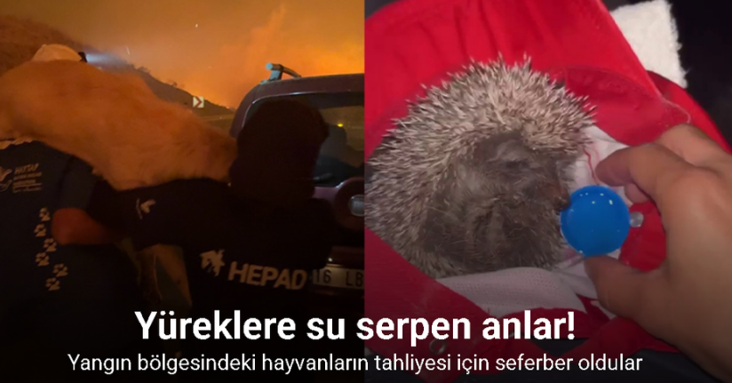 Yangın bölgesindeki hayvanların tahliyesi için seferber oldular