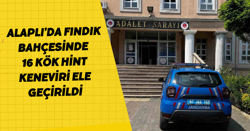 Alaplı’da fındık bahçesinde 16 kök hint keneviri ele geçirildi