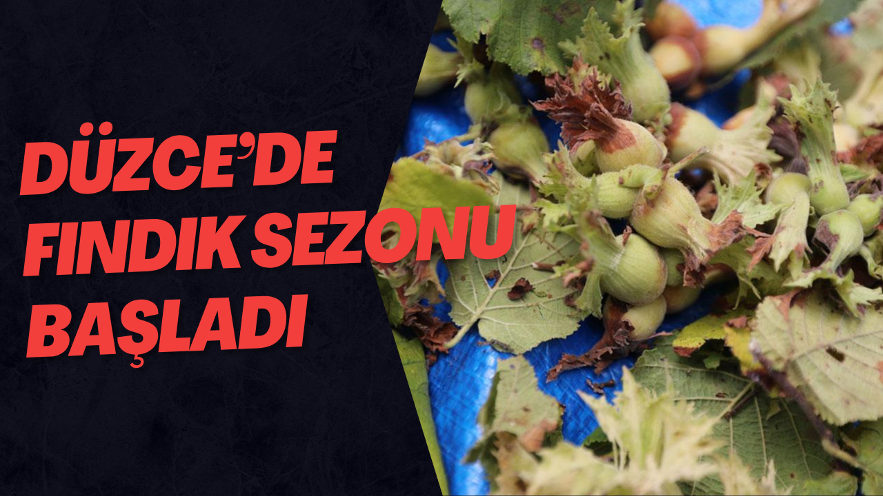 Düzce’de Fındık Sezonu Başladı