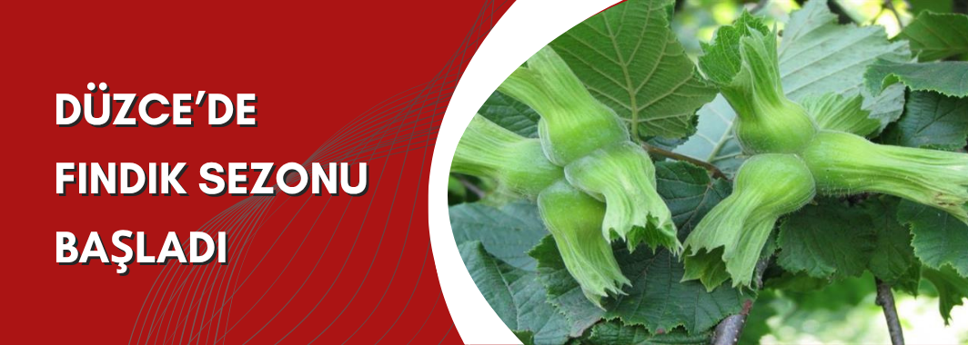 Düzce’de Fındık Sezonu Başladı