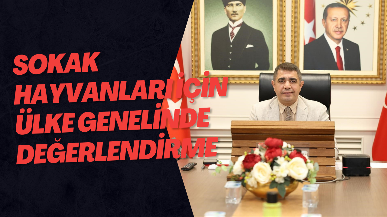 Sokak Hayvanları İçin Ülke Genelinde Değerlendirme