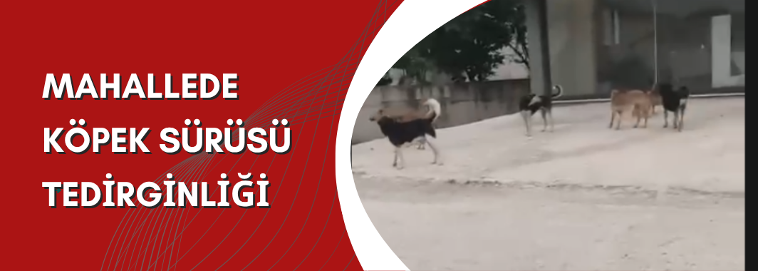 Mahallede Köpek Sürüsü Tedirginliği