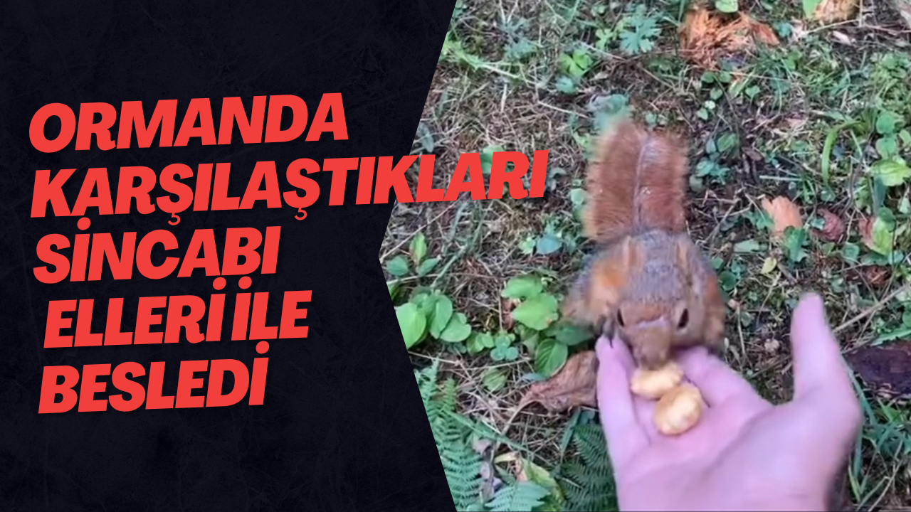 Ormanda Karşılaştıkları Sincabı Elleri İle Besledi