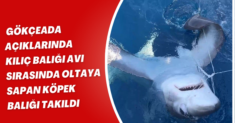 Gökçeada açıklarında kılıç balığı avı sırasında oltaya sapan köpek balığı takıldı