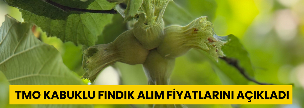 TMO kabuklu fındık alım fiyatlarını açıkladı