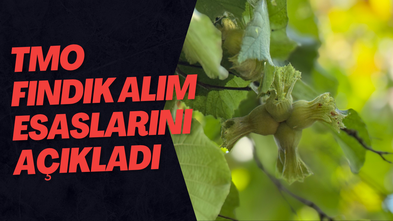 TMO Fındık Alım Esaslarını Açıkladı