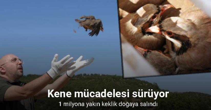 Kenelere karşı mücadele sürüyor: 1 milyona yakın keklik doğaya salındı