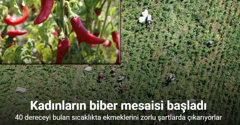Kadınların biber mesaisi başladı