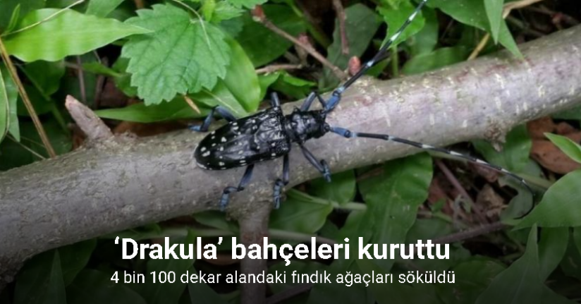 ‘Drakula’ bahçeleri kuruttu, 4 bin 100 dekar alandaki fındık ağaçları söküldü