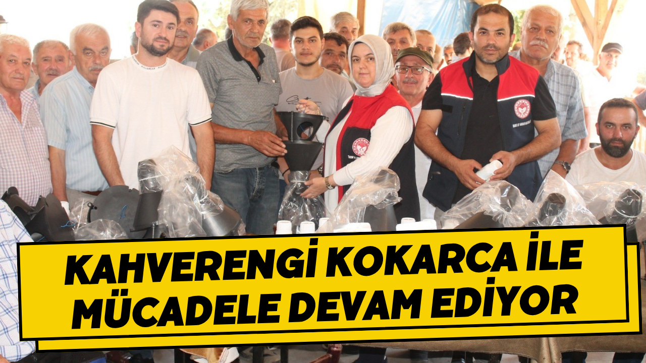 Kahverengi Kokarca İle Mücadele Devam Ediyor