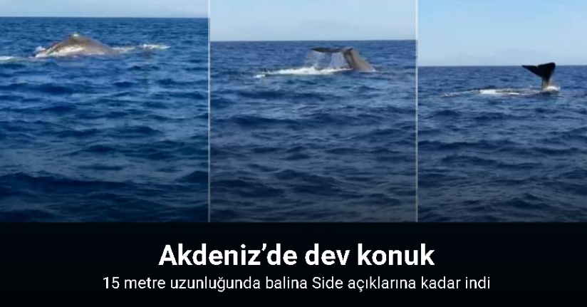 Antalya açıklarında orkinos peşindeyken balina ile karşılaştılar