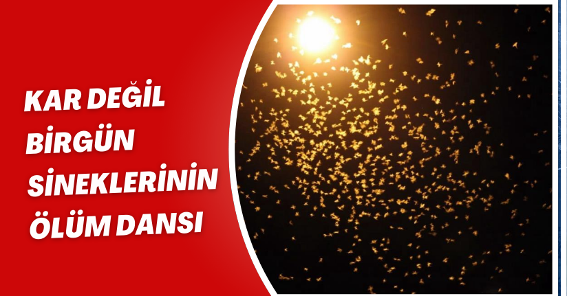 Kar değil, birgün sineklerinin ‘ölüm dansı'