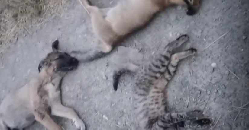 Yüksekova'da 10 köpek, 5 kedi ve 3 tilki ölüsü bulundu