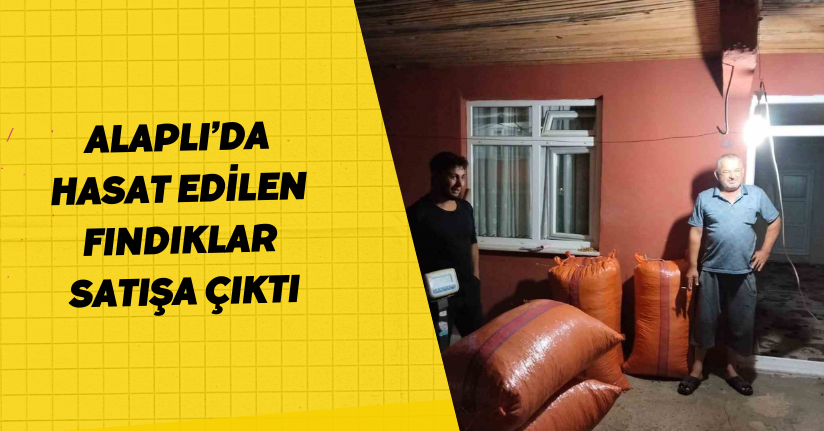 Alaplı’da hasat edilen fındıklar satışa çıktı
