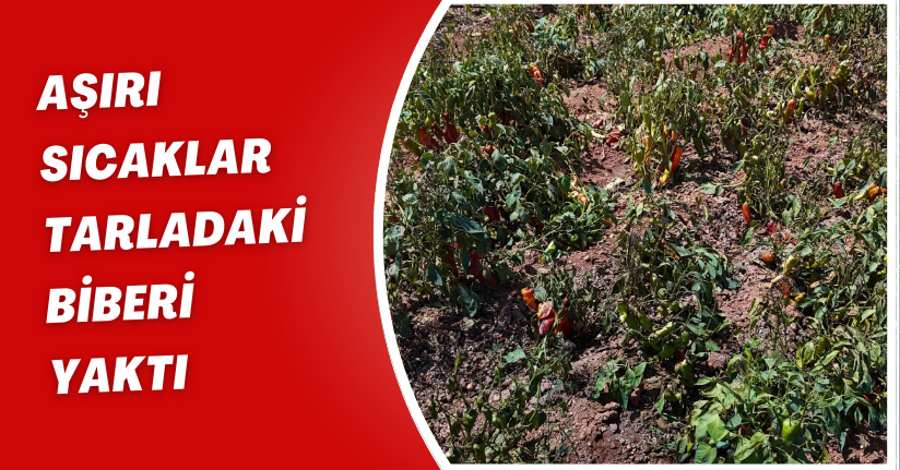 Aşırı sıcaklar tarladaki biberi yaktı
