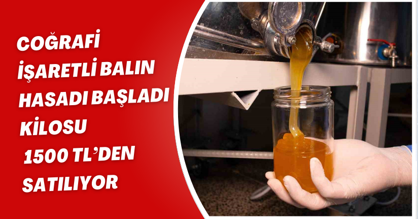 Coğrafi işaretli balın hasadı başladı; kilosu 1500 TL’den satılıyor