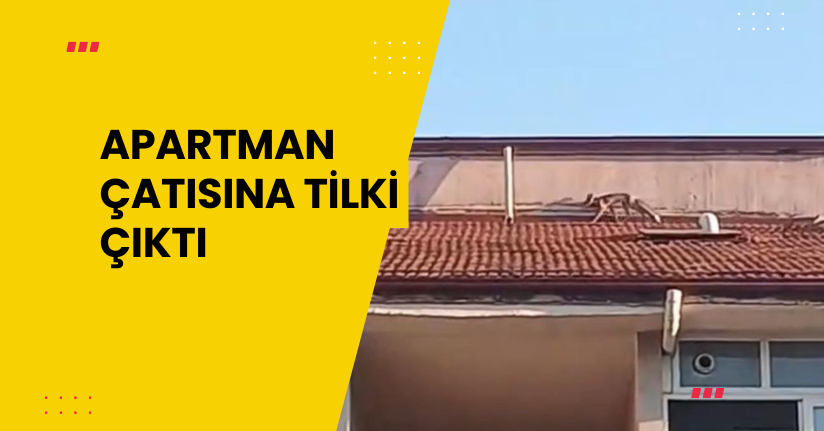 Apartman çatısına tilki çıktı