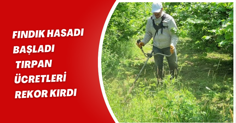 Fındık hasadı başladı, tırpan ücretleri rekor kırdı