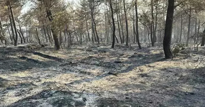 Çanakkale'deki 4 yangında 5 bin 236 hektar orman alanı zarar gördü