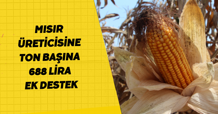 Mısır üreticisine ton başına 688 lira ek destek