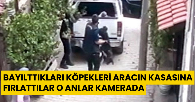 Bayılttıkları köpekleri aracın kasasına fırlattılar; o anlar kamerada