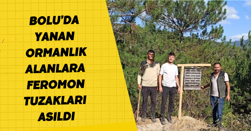 Bolu’da yanan ormanlık alanlara feromon tuzakları asıldı