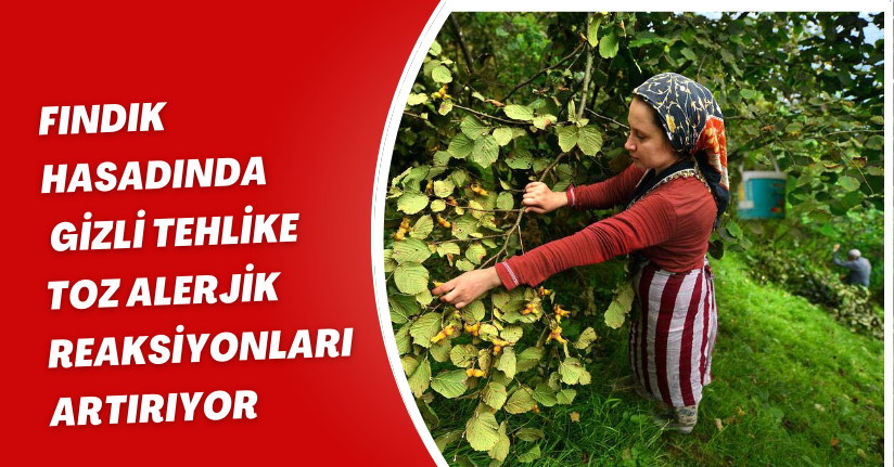 Fındık hasadında gizli tehlike; toz alerjik reaksiyonları artırıyor