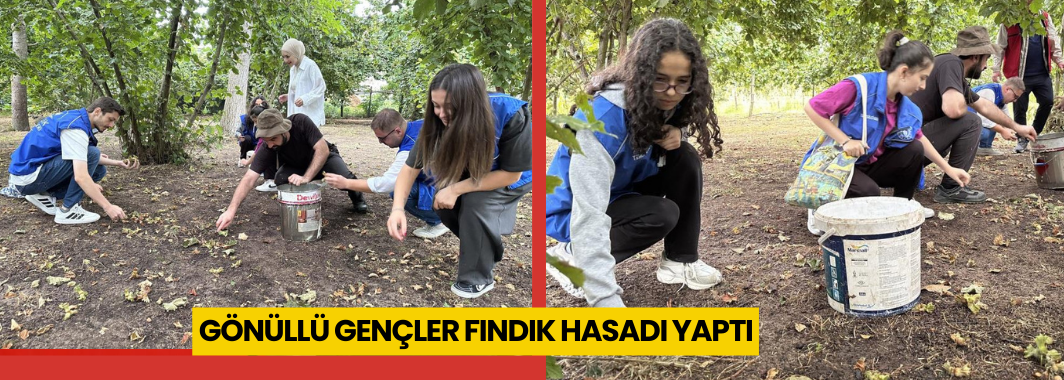 Gönüllü Gençler Fındık Hasadı Yaptı